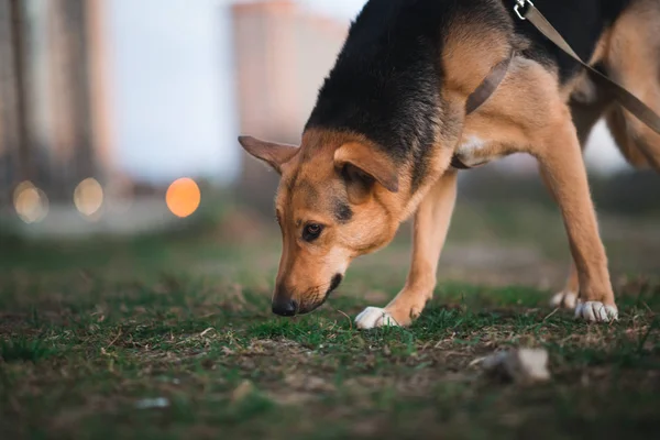 Blick auf einen Mischlingshund, der den Boden beschnüffelt — Stockfoto