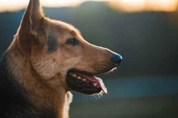 Porträt glücklicher Mischlingshund sitzt grüne Wiese im Sonnenuntergang. — Stockfoto