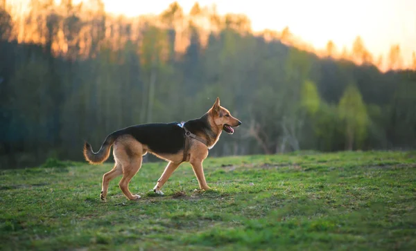 Perro rojo y negro sobre una hierba verde al atardecer —  Fotos de Stock