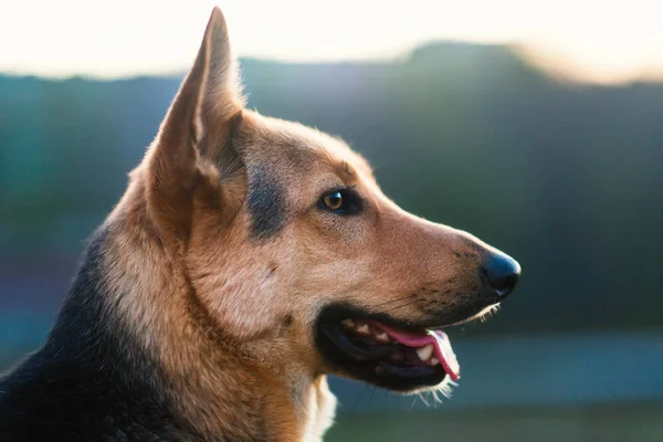 Portrait chien bâtard heureux assis champ vert au coucher du soleil . — Photo