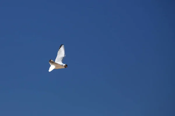 Gaviota voladora en el fondo del cielo con espacio de copia —  Fotos de Stock