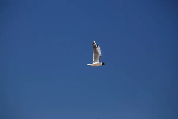 Latania seagull na tle nieba z kopia miejsce — Zdjęcie stockowe