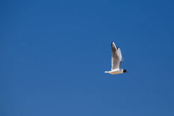 Latania seagull na tle nieba z kopia miejsce — Zdjęcie stockowe