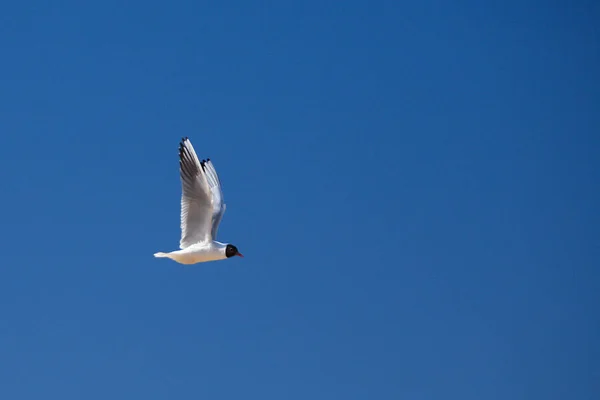 Flying seagull on sky background with copy space — Stock Photo, Image