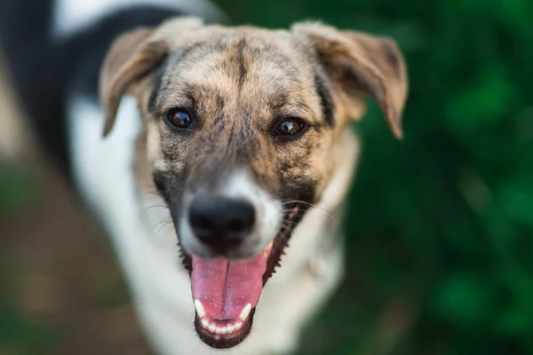 Vedere de sus la câine mongrel fericit cu în picioare și uitându-se la camera foto — Fotografie, imagine de stoc