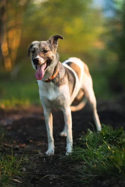 Portret szczęśliwego Mongrel psa chodzenie na słonecznym zielonym polu. Zielone drzewa tło — Zdjęcie stockowe