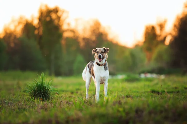 Retrato de perro mestizo feliz paseando en el campo verde soleado. Árboles verdes fondo —  Fotos de Stock