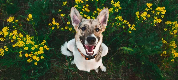 从上面看快乐的蒙古狗站立，看着相机，绿草和黄花背景 — 图库照片