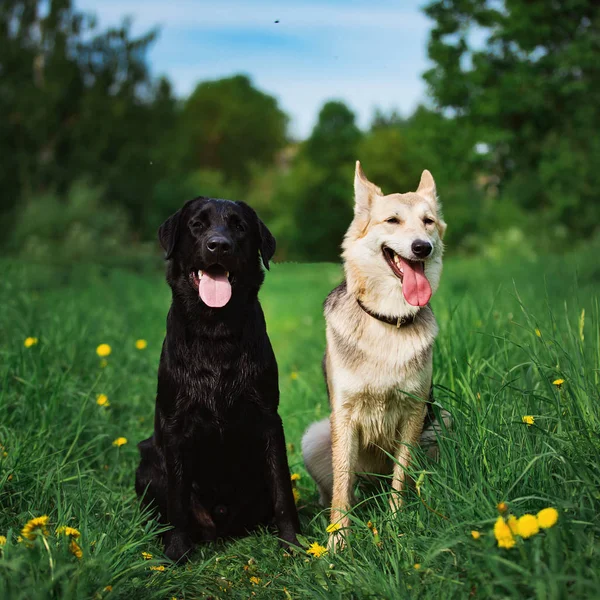 İki melez köpek güneşli yeşil çayırda oturan ve kameraya bakıyor. Orman ve bina arka plan