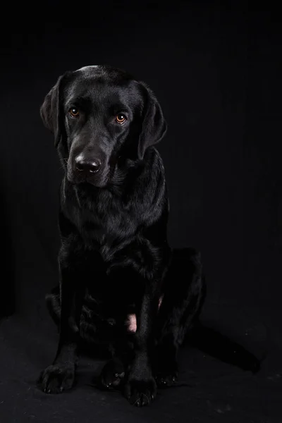 Ładny czarny pies patrząc w kamera na czarny tło — Zdjęcie stockowe