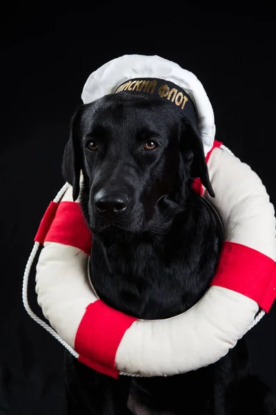 Cute black dog in a sailor cap looking at camera on black background