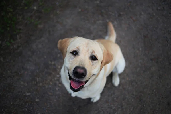 Z výše pohledu na zlatého labradora sedícího v jarním parku, přírodní světlo — Stock fotografie