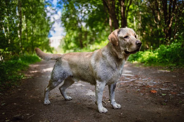 Golden Labrador marche dans le parc printanier, lumière naturelle — Photo
