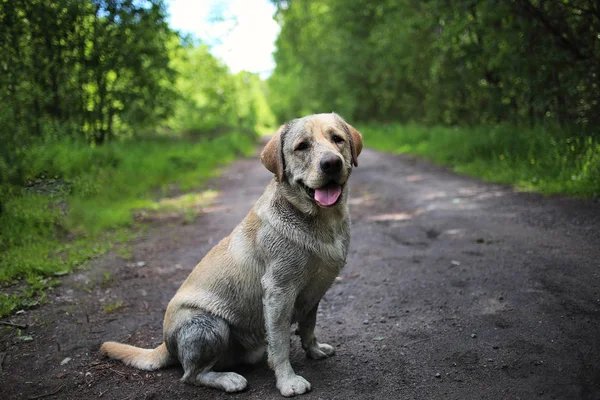 Doğal ışık bahar Park'ta yürüyordunuz altın Labrador
