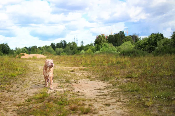 Портрет собаки породы Шар Пей на прогулке в парке — стоковое фото