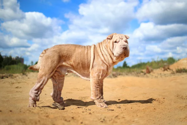 Portrait of a Shar pei breed dog on a walk in a park on sunny day. — Stock Photo, Image