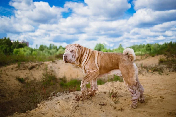 화창한 날에 공원에서 산책하는 샤르 페이 품종 강아지의 초상화. — 스톡 사진