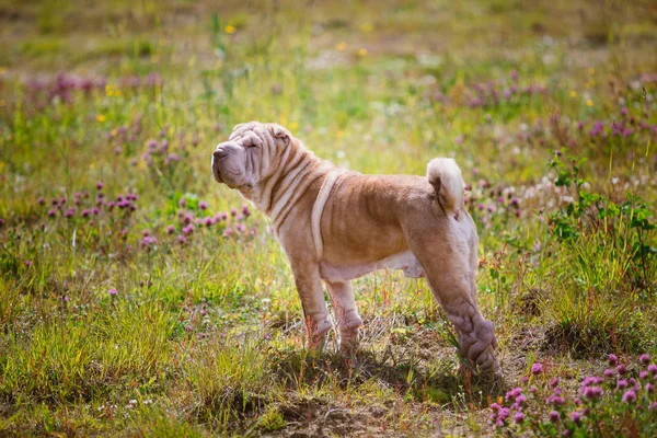 Retrato de um cão da raça Shar pei em um passeio em um parque — Fotografia de Stock