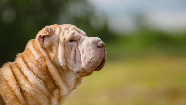 Retrato de un perro de raza Shar pei en un paseo por un parque — Foto de Stock