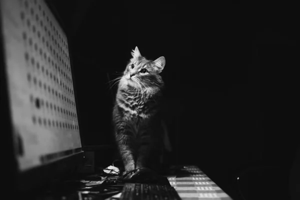 Monochroom portret van een kat zittend op een tafel in de buurt van computer monitor en op zoek naar een monitor — Stockfoto