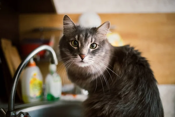 Sly forest cat red sitting on kitchen table and dish drainage — Stock Photo, Image