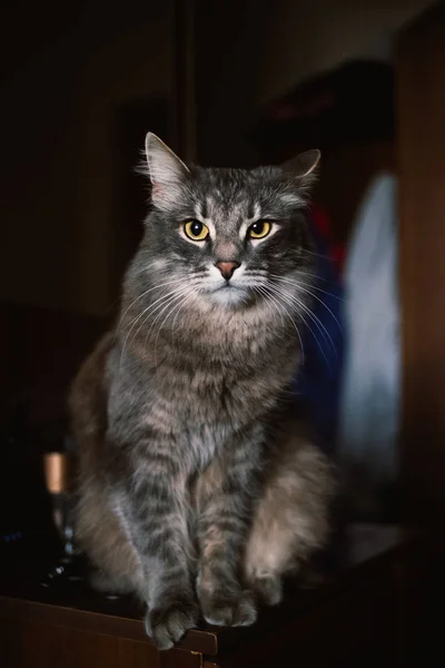 Gato cinza bonito sentado em um pedestal e olhando para a câmera — Fotografia de Stock