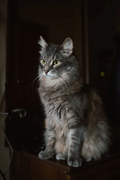 Bellissimo gatto grigio seduto su un piedistallo e guardando la fotocamera — Foto Stock