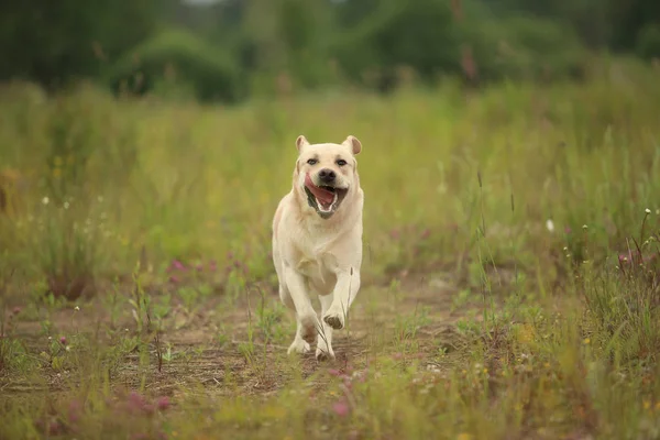 Golden Labrador walking in the spring park, natural light, in cloudy day — Stock Photo, Image