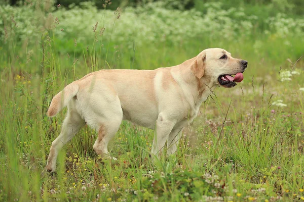 Doğal ışık bahar Park'ta yürüyordunuz altın Labrador
