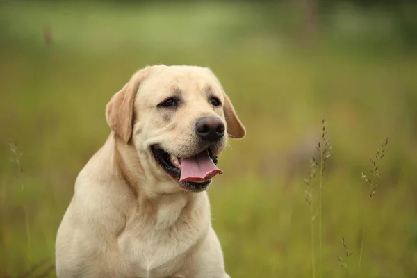 Golden Labrador caminhando no parque primaveril, luz natural — Fotografia de Stock