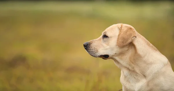 Golden Labrador promenader i parken våren, naturligt ljus — Stockfoto