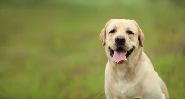 Golden Labrador promenader i parken våren, naturligt ljus — Stockfoto