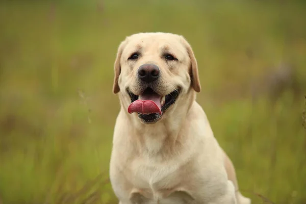 Golden Labrador caminhando no parque primaveril, luz natural — Fotografia de Stock