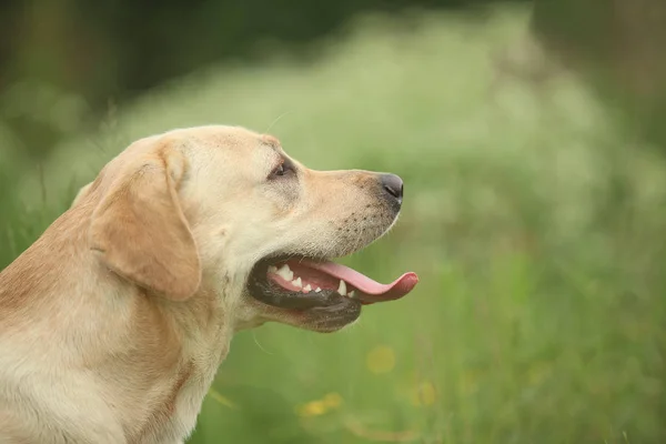 Golden Labrador walking in the spring park, natural light — Stock Photo, Image