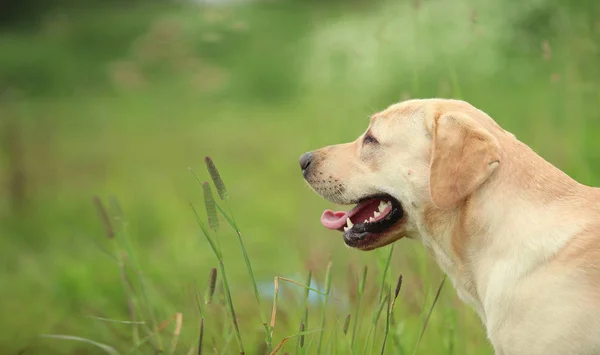 Golden Labrador promenader i parken våren, naturligt ljus — Stockfoto