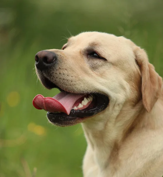 Golden Labrador walking in the spring park, natural light — Stock Photo, Image