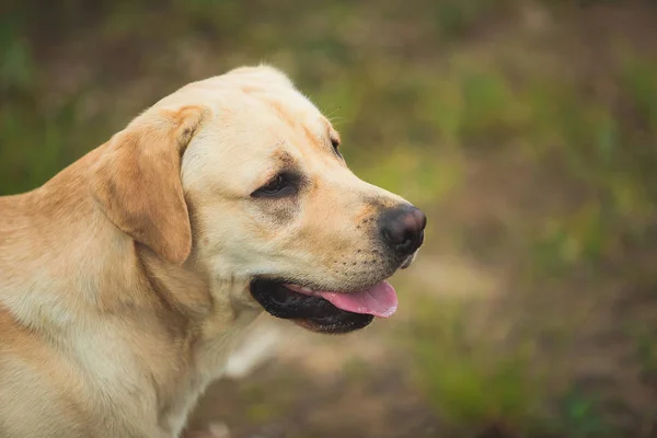 Golden Labrador berjalan di taman musim semi, cahaya alami — Stok Foto