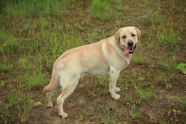 Golden Labrador'da bahar parkında yürüyen arka manzara, doğal ışık