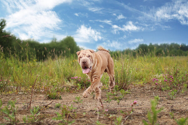 Portrait of a Shar pei breed dog on a walk in a park