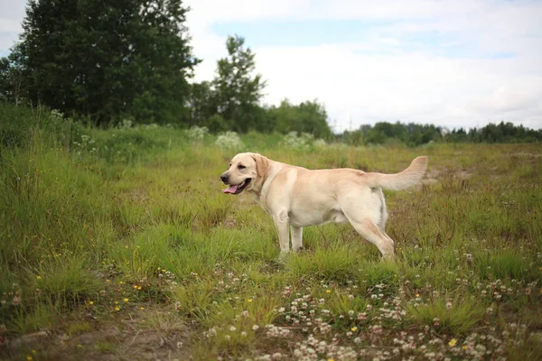 Golden Labrador walking in the spring park, natural light