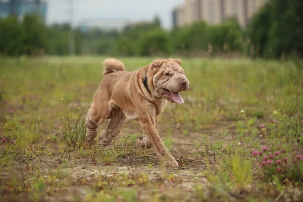 Vista lateral em um cão da raça Shar pei em um passeio em um parque — Fotografia de Stock