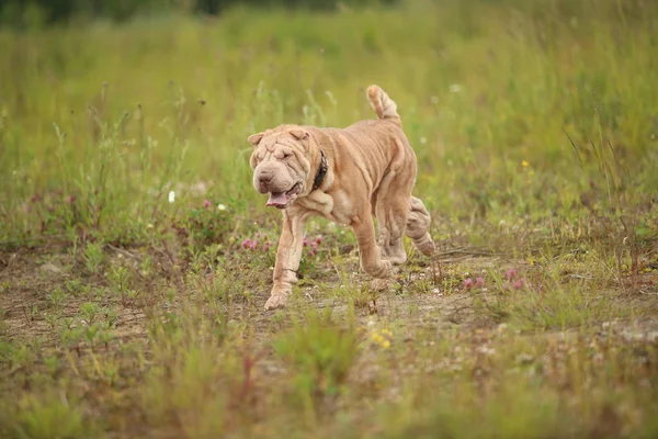 Bir parkta bir yürüyüş bir Shar pei cins köpek yan görünümü