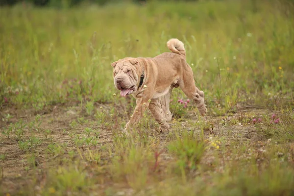 Oldalnézet egy Shar Pei fajta kutya egy séta a parkban — Stock Fotó