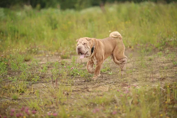 Bir parkta bir yürüyüş bir Shar pei cins köpek yan görünümü