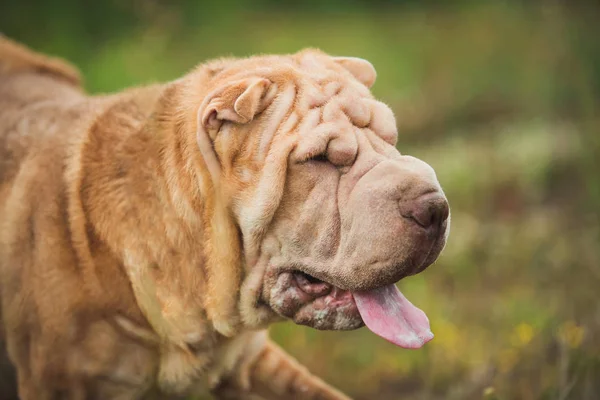 Портрет собаки породы Шар Пей на прогулке в парке — стоковое фото