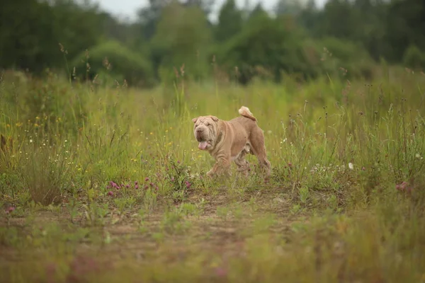 Bir parkta bir yürüyüş bir Shar pei cins köpek yan görünümü