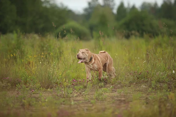 Bir parkta bir yürüyüş bir Shar pei cins köpek yan görünümü