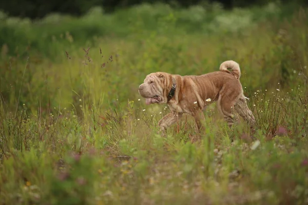 Vue latérale d'un chien de race Shar pei lors d'une promenade dans un parc — Photo