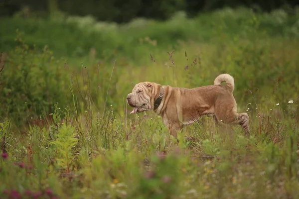 Bir parkta bir yürüyüş bir Shar pei cins köpek yan görünümü