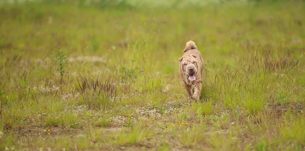 Bir parkta bir yürüyüş bir Shar pei cins köpek Portresi — Stok fotoğraf